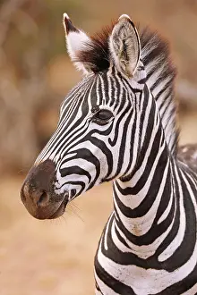 Zebra: Steppenzebra, S