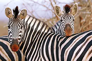 Affectionate: Steppenzebras, S