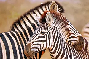 Affectionate: Steppenzebras, S