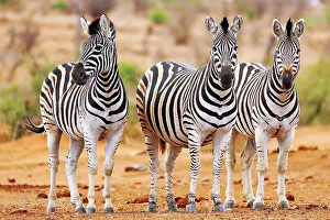 Zebra: Steppenzebras, S