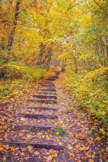 Steps: Steps in the forest in autumn, Jena, Thuringia