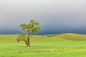 Wheat: Steptoe, Washington State, USA. Cottonwood tree