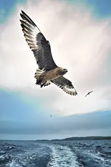 Stercorarius: Stercorarius skua Catharacta skua Catharacta St