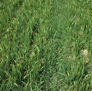 Hordeum: Sterile Brome (Bromus sterilis) in Barley crop