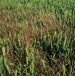 Poverty: Sterile Brome (Bromus sterilis) in Wheat crop