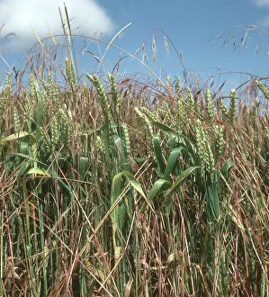 Brome: Sterile Brome Grass