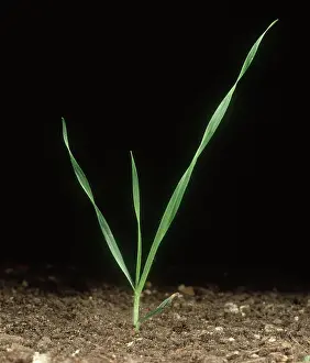 Brome: Sterile Brome Grass