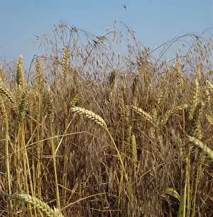 Seeding: Sterile brome seedling in wheat crop