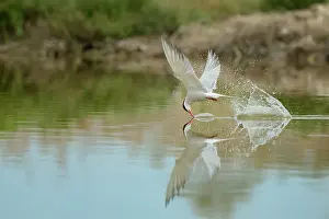 Hirundo: Sterna hirundo Sterna