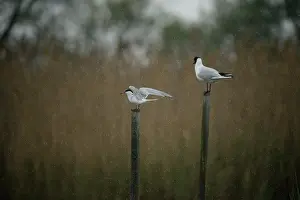 Hirundo: Sterna hirundo Sterna