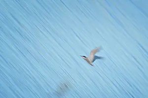 Hirundo: Sterna hirundo Sterna