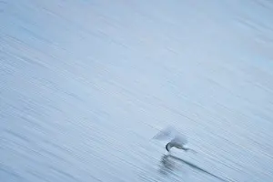 Hirundo: Sterna hirundo Sternidae Sterna