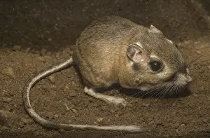 Dipodomys: Steven's Kangaroo Rat close up - Close up of Steven's