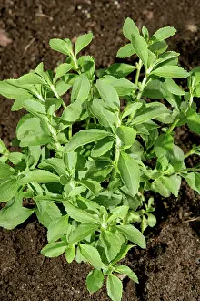 Dietary: Stevia Plant