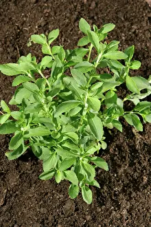Dietary: Stevia Plant