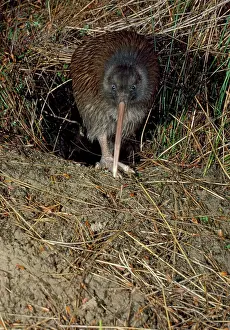 Apteryx: Stewart Island Brown KIWI