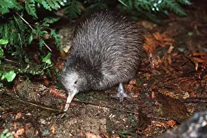 Stewart: STEWART ISLAND BROWN KIWI CHICK
