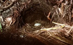 Stewart: STEWART ISLAND BROWN KIWI EGG