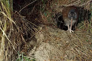 Leaving: Stewart Island Brown Kiwi - leaving burrow
