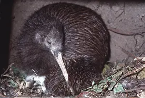 Stewart: STEWART ISLAND BROWN KIWI - male