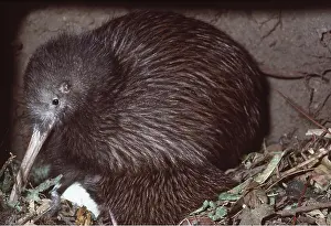 Stewart: STEWART ISLAND BROWN KIWI - male with eggs
