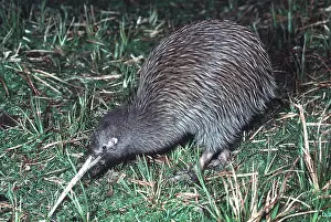 Stewart: Stewart Island Brown Kiwi / Stewart Island Tokoeka - female