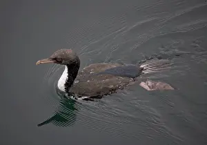Leucocarbo: Stewart Island Shag, just surfaced