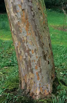 Parkland: Stewartia pseudocamellia trunk