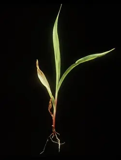 Maize: Stewarts wilt on Corn Plant
