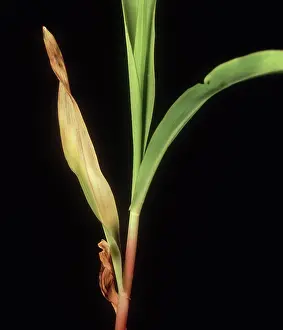 Maize: Stewarts wilt on Corn Plant