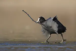 Joyful: Get a stick... Coot (Fulica atra) walks across the ice with overlong nesting material