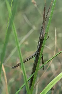 Orthopteran: Stick Grasshopper