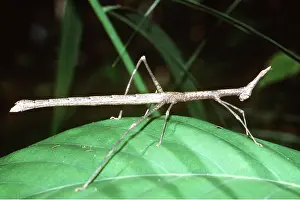 Andrea Florence: Stick Insect