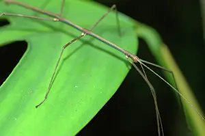 Tambopata: Stick insect