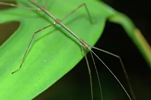 Tambopata: Stick insect