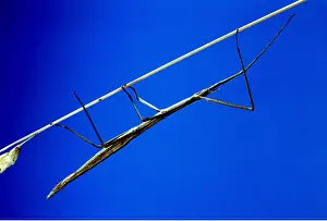 Deception: STICK INSECT