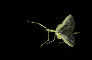 Zoological: Stick Insect