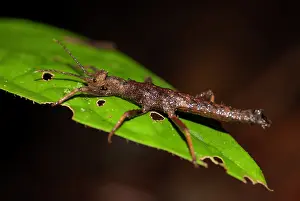 Stick: Stick-insect