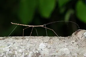 Ghost: Stick Insect on branch - West Bali National Park, near Menja