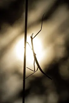 Gallica: Stick Insect - climbing a stick