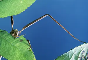 Gallica: Stick Insect - female, eating leaf