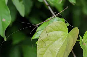 Ghost: Stick Insect on leaf - West Bali National Park, near Menjang