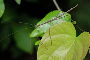 Ghost: Stick Insect on leaf - West Bali National Park, near Menjang