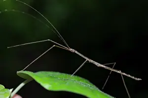 Ghost: Stick Insect on leaf - West Bali National Park, near Menjang
