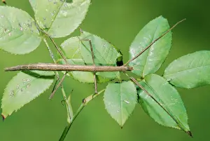 Gallica: STICK INSECT - ON LEAVES