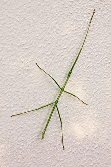 Phasmatodea: Stick insect at rest on wall during day