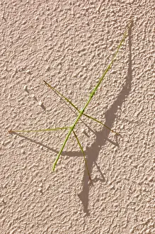 Phasmatodea: Stick insect at rest on wall during day