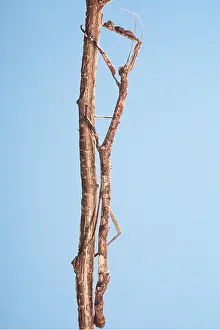 Pascal Goetgheluck: STICK INSECT - ON STICK