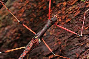 stick insect / walking stick