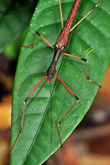 Phasmatodea: stick insect / walking stick